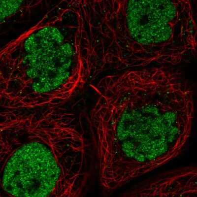 Immunocytochemistry/ Immunofluorescence: CLK3 Antibody [NBP1-91794]