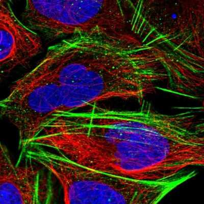Immunocytochemistry/ Immunofluorescence: CLK4 Antibody [NBP2-47505]