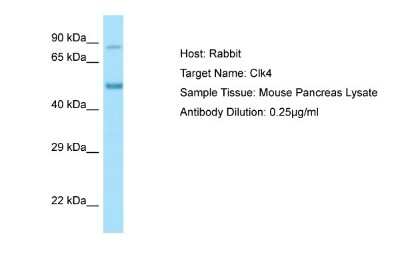 Western Blot: CLK4 Antibody [NBP1-98352]