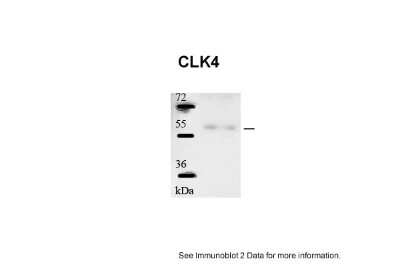 Western Blot: CLK4 Antibody [NBP2-87195]