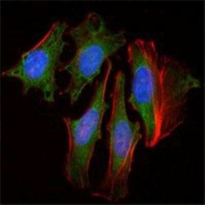 Immunocytochemistry/ Immunofluorescence: CLOCK Antibody (8F7) - BSA Free [NBP1-51610]