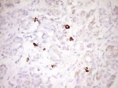 Immunohistochemistry: CLOCK Antibody (OTI2H7) - Azide and BSA Free [NBP2-71479]