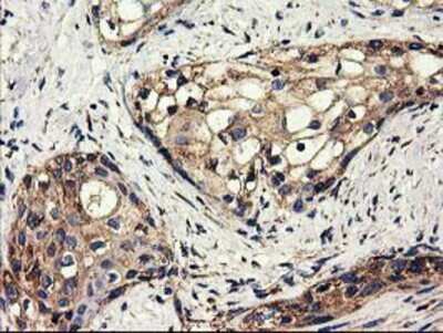 Immunohistochemistry-Paraffin: CLPP Antibody (OTI1F6) [NBP2-03323]