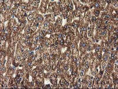 Immunohistochemistry-Paraffin: CLPP Antibody (OTI1F6) [NBP2-03323]