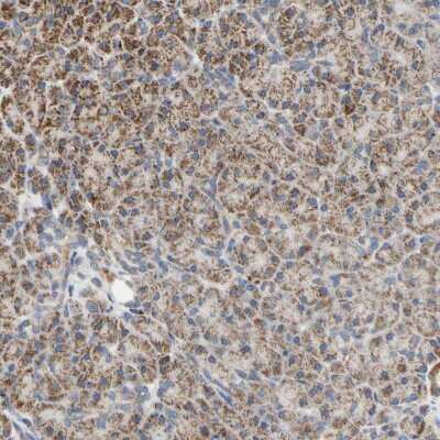 Immunohistochemistry-Paraffin: CLPP Antibody [NBP1-89557]