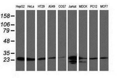 Western Blot: CLPP Antibody (OTI1F6)Azide and BSA Free [NBP2-71363]