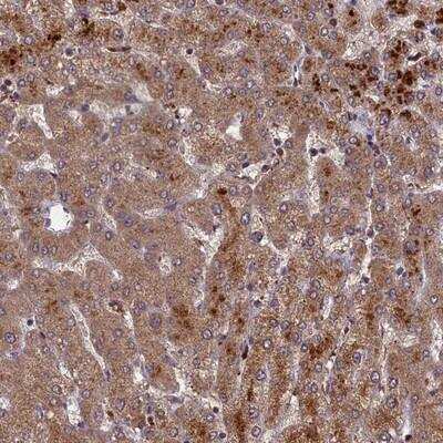 Immunohistochemistry-Paraffin: CLRN2 Antibody [NBP1-90967]