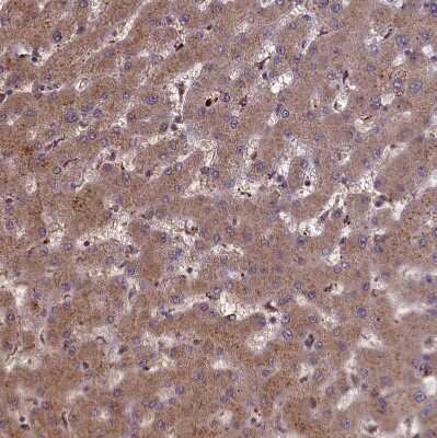 Immunohistochemistry-Paraffin: CLRN2 Antibody [NBP1-90967]