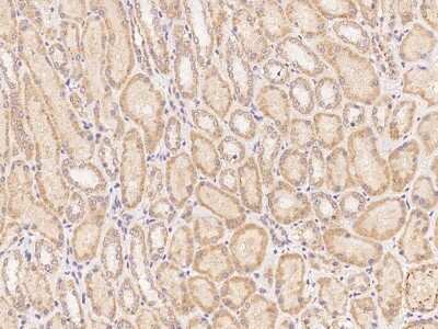 Immunohistochemistry-Paraffin: CLRN2 Antibody [NBP3-06331]