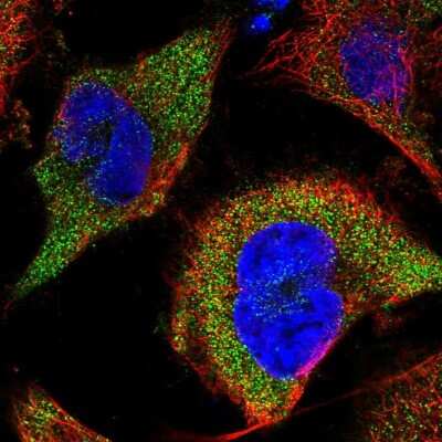 Immunocytochemistry/ Immunofluorescence: CLYBL Antibody [NBP1-84454]