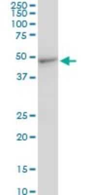 Western Blot: CMAS Antibody (2E1) [H00055907-M05]