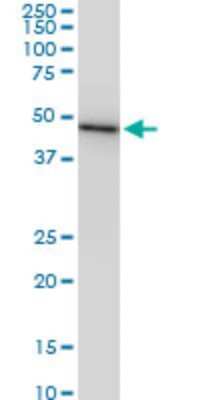 Western Blot: CMAS Antibody (2E1) [H00055907-M05]