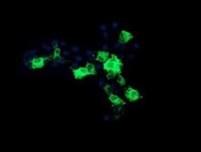 Immunocytochemistry/ Immunofluorescence: CMP kinase Antibody (OTI1A1) - Azide and BSA Free [NBP2-71947]