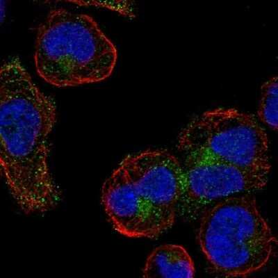 Immunocytochemistry/ Immunofluorescence: CMTM5 Antibody [NBP2-47503]