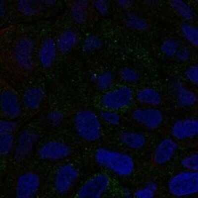 Immunocytochemistry/ Immunofluorescence: CMTM6 Antibody [NBP3-17483]