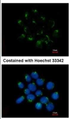 Immunocytochemistry/ Immunofluorescence: Cytosol Nonspecific Dipeptidase (CNDP2)/CPGL Antibody [NBP2-15926]