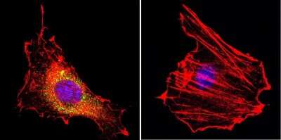 Immunocytochemistry/ Immunofluorescence: CNG1 Antibody (CNC 9C1) [NB100-74389]