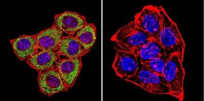 Immunocytochemistry/ Immunofluorescence: CNG1 Antibody (CNC 9C1) [NB100-74389]