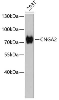 Western Blot: CNGA2 AntibodyAzide and BSA Free [NBP3-05204]