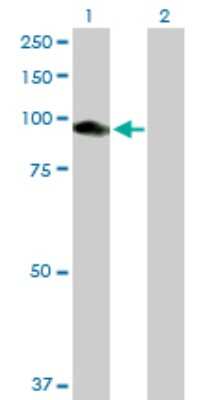 Western Blot: CNKSR1 Antibody [H00010256-B01P]