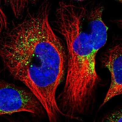 Immunocytochemistry/ Immunofluorescence: CNO Antibody [NBP1-91798]