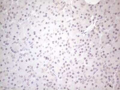 Immunohistochemistry: CNOT2 Antibody (OTI5A12) [NBP2-46323]