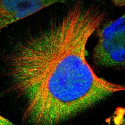 Immunocytochemistry/ Immunofluorescence: CNOT3 Antibody [NBP1-82971]