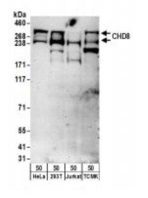 Western Blot: CNOT3 Antibody [NBP1-21396]