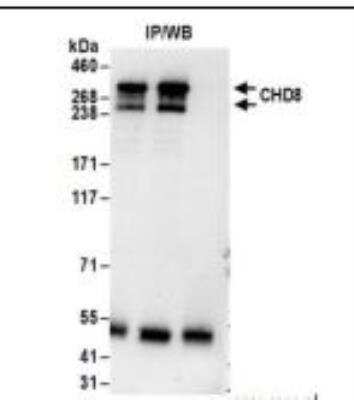 Western Blot: CNOT3 Antibody [NBP1-21396]