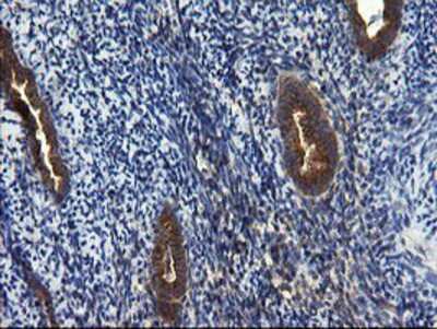 Immunohistochemistry-Paraffin: CNOT4 Antibody (OTI1H2) [NBP2-03878]