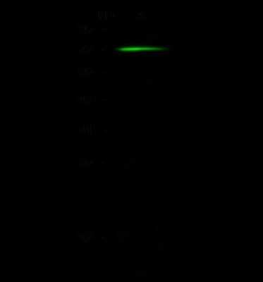 Western Blot: CNOT6 Antibody [NBP2-99135]