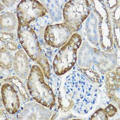 Immunohistochemistry-Paraffin: CNPY2 Antibody - Azide and BSA Free [NBP2-92062]