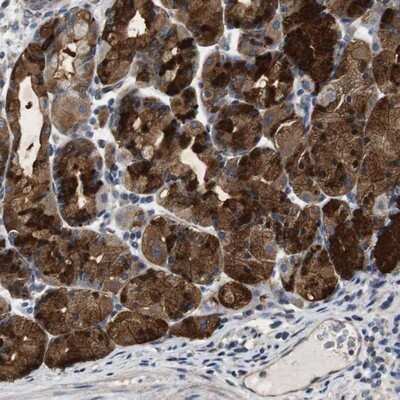 Immunohistochemistry-Paraffin: PRAT4B/CNPY4 Antibody [NBP1-81086]