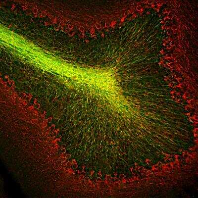 Immunohistochemistry Free-Floating: CNPase Antibody (1H10) [NBP2-50031]