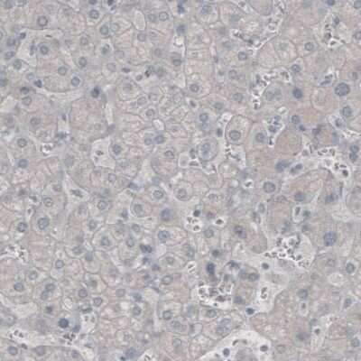 Immunohistochemistry-Paraffin: CNPase Antibody (CL2871) [NBP2-46635]