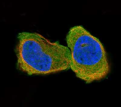Immunocytochemistry/ Immunofluorescence: CNPase Antibody (CL2887) [NBP2-46617]