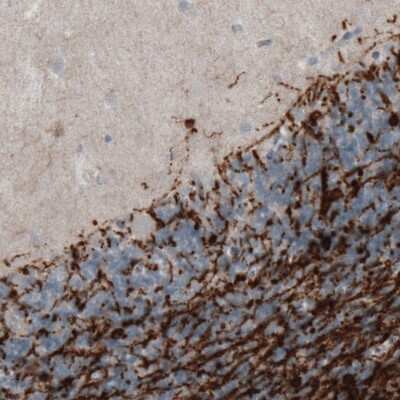 Immunohistochemistry-Paraffin: CNPase Antibody (CL2887) [NBP2-46617]