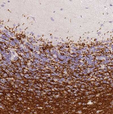 Immunohistochemistry-Paraffin: CNPase Antibody [NBP1-85997]
