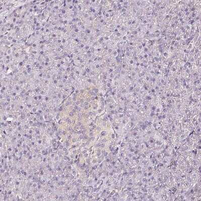 Immunohistochemistry-Paraffin: CNPase Antibody [NBP1-85997]