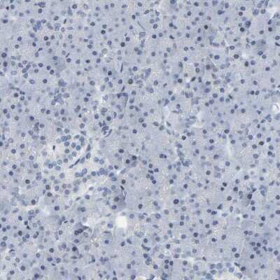 Immunohistochemistry-Paraffin: CNPase Antibody [NBP1-85999]