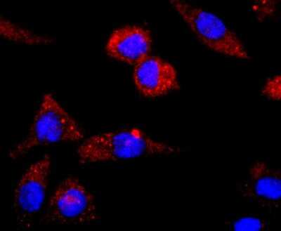 Immunocytochemistry/ Immunofluorescence: CNPase Antibody (JF10-25) [NBP2-66986]
