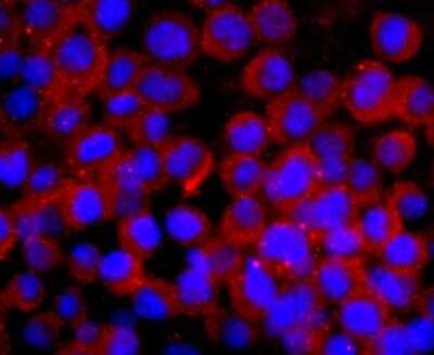 Immunocytochemistry/ Immunofluorescence: CNPase Antibody (JF10-25) [NBP2-66986]