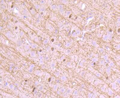 Immunohistochemistry-Paraffin: CNPase Antibody (JF10-25) [NBP2-66986]