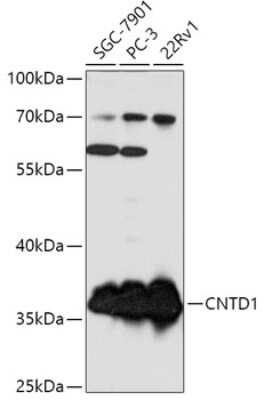 Western Blot: CNTD AntibodyAzide and BSA Free [NBP2-92384]