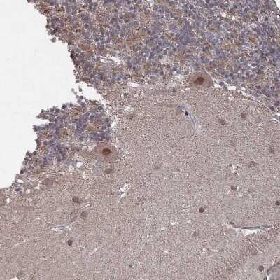 Immunohistochemistry-Paraffin: CNTD2 Antibody [NBP2-13850]