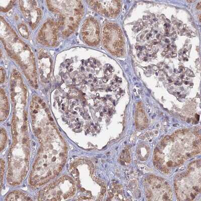 Immunohistochemistry-Paraffin: CNTD2 Antibody [NBP2-13850]