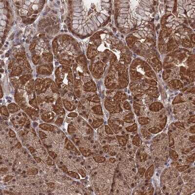 Immunohistochemistry-Paraffin: CNTD2 Antibody [NBP2-13850]