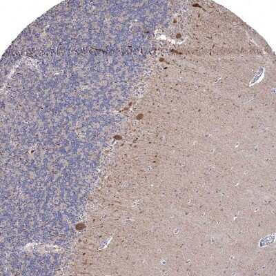 Immunohistochemistry-Paraffin: CNTF Antibody [NBP1-83277]