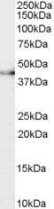Western Blot: CNTFR Antibody [NB100-55418]