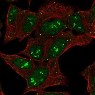 Immunocytochemistry/ Immunofluorescence: CNTNAP5 Antibody [NBP2-55909]